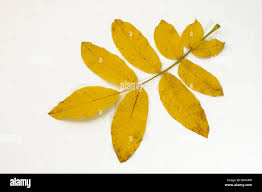 Attēlu rezultāti vaicājumam “Juglans regia leaf”