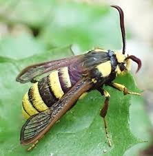 Attēlu rezultāti vaicājumam “Sesia apiformis”