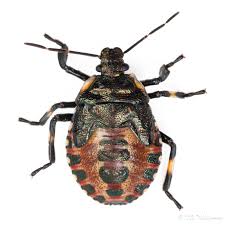 Attēlu rezultāti vaicājumam “Pinthaeus sanguinipes”