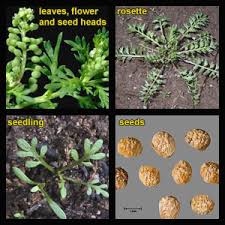 Attēlu rezultāti vaicājumam “Enteridium liceoides young”