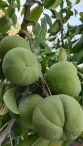 Attēlu rezultāti vaicājumam “Agrimonia pilosa bud”