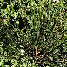 Attēlu rezultāti vaicājumam “Juncus effusus”