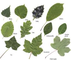 Attēlu rezultāti vaicājumam “leaf”