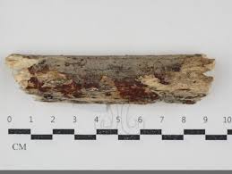 Attēlu rezultāti vaicājumam “Basidiodendron”