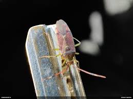 Attēlu rezultāti vaicājumam “Pantilius tunicatus imago”