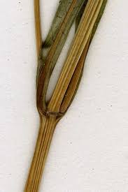 Attēlu rezultāti vaicājumam “Bidens tripartita fruit”