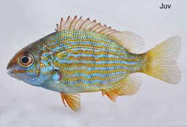 Image result for Archosargus rhomboidalis