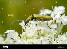 Attēlu rezultāti vaicājumam “Chrysanthia viridissima”
