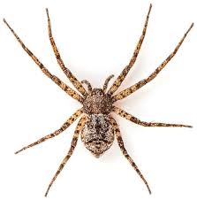 Attēlu rezultāti vaicājumam “Philodromidae”