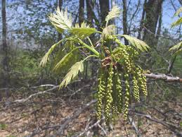 Attēlu rezultāti vaicājumam “Quercus rubra flower”