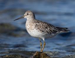 Image result for Calidris tenuirostris