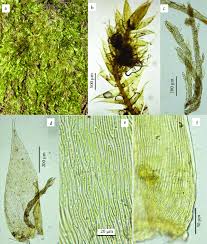 Attēlu rezultāti vaicājumam “Campyliadelphus elodes”