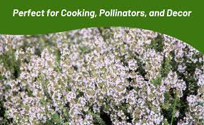 Image result for Thymus vulgaris