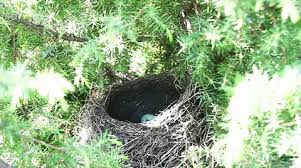 Attēlu rezultāti vaicājumam “Turdus philomelos nest”
