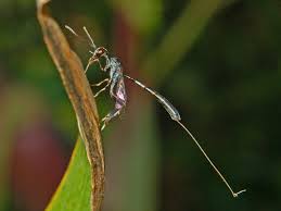 Attēlu rezultāti vaicājumam “Gasteruption jaculator imago”