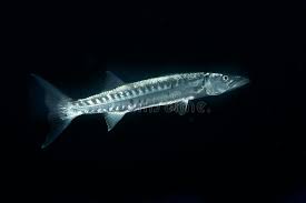Image result for Dive Barracuda