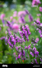Attēlu rezultāti vaicājumam “Stachys officinalis flower”