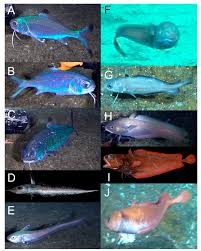 Image result for Eumegistus illustris