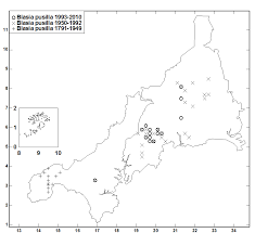 Attēlu rezultāti vaicājumam “Blasia pusilla sporophyte”