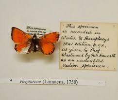 Attēlu rezultāti vaicājumam “Lycaena virgaureae underside”