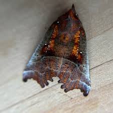 Attēlu rezultāti vaicājumam “Scoliopteryx libatrix”