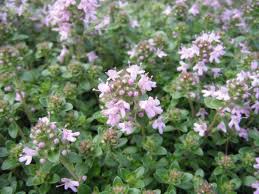 Attēlu rezultāti vaicājumam “Thymus serpyllum leaf”
