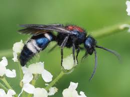 Attēlu rezultāti vaicājumam “Mutilla europaea”