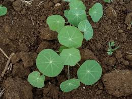 Image result for Tropaeolum majus