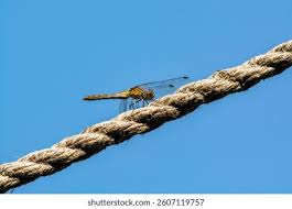 Attēlu rezultāti vaicājumam “Sympetrum sanguineum”