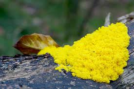 Attēlu rezultāti vaicājumam “Lycogala irregulare young”