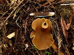 Attēlu rezultāti vaicājumam “Peziza repanda”