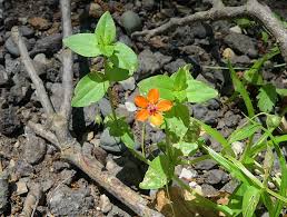 Attēlu rezultāti vaicājumam “Anagallis arvensis leaf”