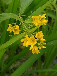 Attēlu rezultāti vaicājumam “Lysimachia vulgaris fruit”