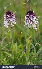 Attēlu rezultāti vaicājumam “Orchis ustulata”