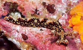 ผลการค้นหารูปภาพสำหรับ Bornella Anguilla