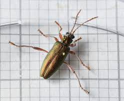 Attēlu rezultāti vaicājumam “Donacia clavipes”