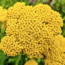 Image result for Achillea filipendulina