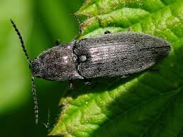 Attēlu rezultāti vaicājumam “Cidnopus aeruginosus”