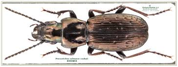 Attēlu rezultāti vaicājumam “Pterostichus quadrifoveolatus”