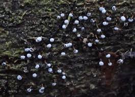 Attēlu rezultāti vaicājumam “Didymium xanthopus macro”