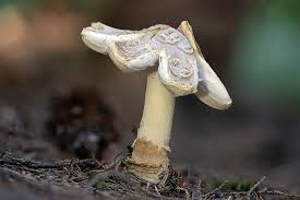 Attēlu rezultāti vaicājumam “Amanita regalis”