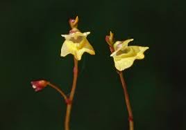 Attēlu rezultāti vaicājumam “Utricularia minor”