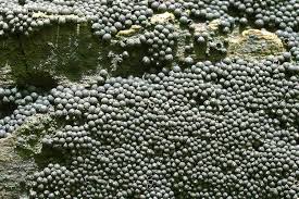 Attēlu rezultāti vaicājumam “Ruzenia spermoides”