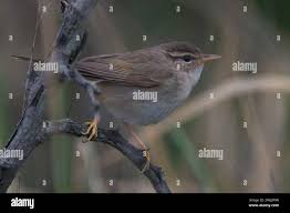 Image result for Phylloscopus schwarzi