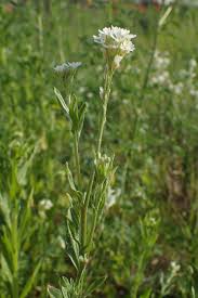 Attēlu rezultāti vaicājumam “Berteroa incana”