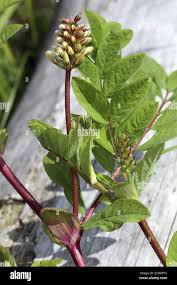Attēlu rezultāti vaicājumam “Astragalus glycyphyllos leaf”