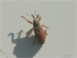 Attēlu rezultāti vaicājumam “Brachonyx pineti”