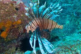 Image result for Pterois volitans