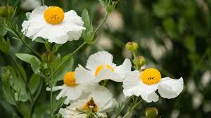 Image result for Romneya coulteri