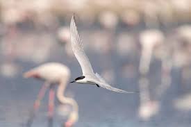 Image result for Gelochelidon nilotica